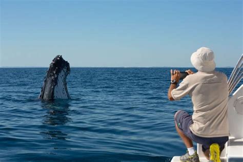 Pride Of Queensland The Journey To Whale Heritage Site Status World