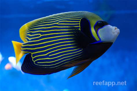 Pomacanthus Imperator Emperor Angelfish