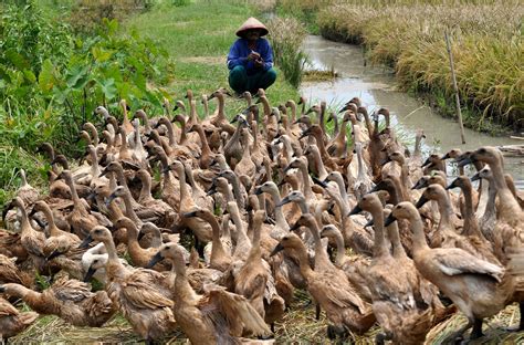 Rahasia Ternak Bebek Petelur Produktif 6 Tips Jitu Rajin Nelur