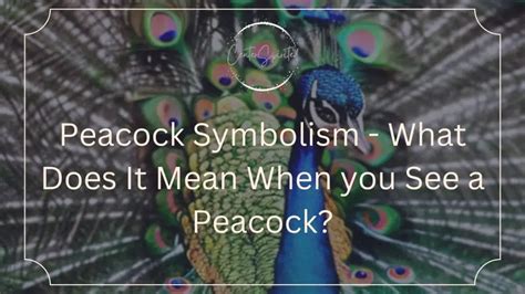 Peacock Symbolism - What Does It Mean When you See a Peacock?