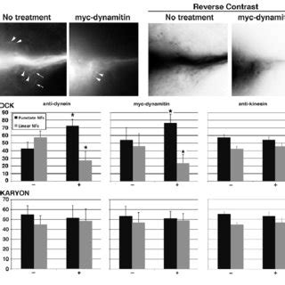 Differential Role Of Dynein And Kinesin In Nf Translocation Into Axonal