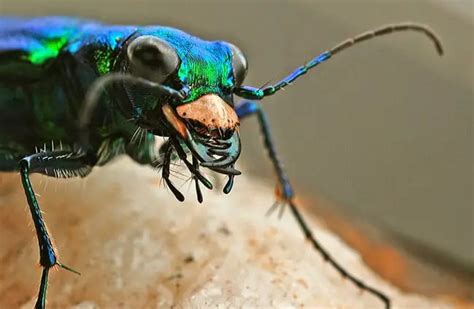 Tiger Beetle Description Habitat Image Diet And Interesting Facts