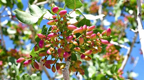 How to Plant, Grow & Care For a Pistachio Tree (Complete Guide)