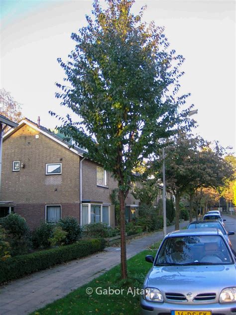 Prunus Schmittii Plantentuin Esveld