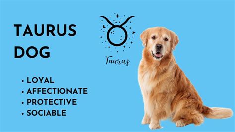 Dog Astrology Decode Your Dogs Personality By Zodiac Sign