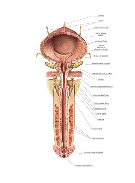 Urinary Bladder And Urethra 4 Photograph By Asklepios Medical Atlas