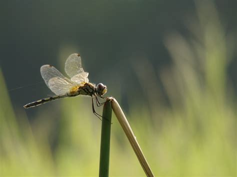 Free Images Nature Wing Flower Insect Fauna Invertebrate Close