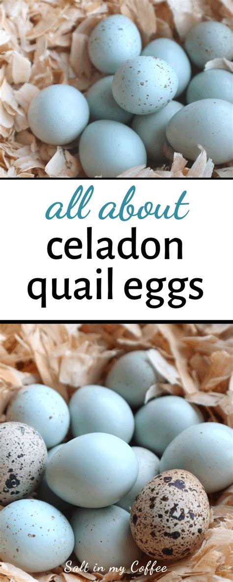 What are Celadon Quail Eggs? - Salt in my Coffee