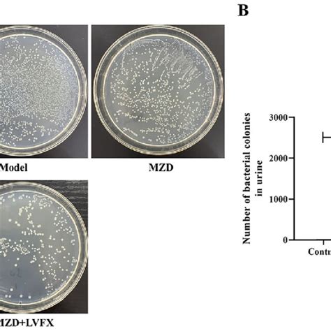 Comparison Of The Biofilm Formation Ability Of Esbls E Coli A The