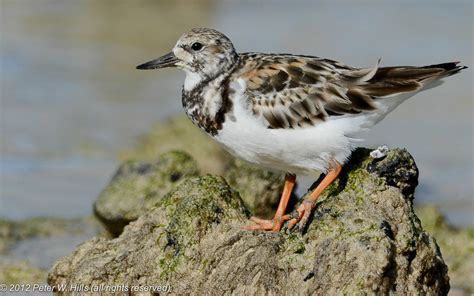 Turnstone Ruddy Arenaria Interpres Adult Galapagos World Bird Photos