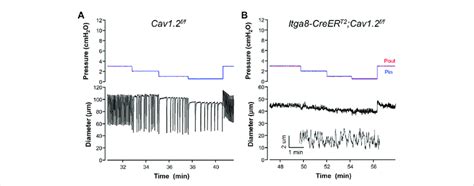 Representative Recordings Of Contractile Activity Of Popliteal