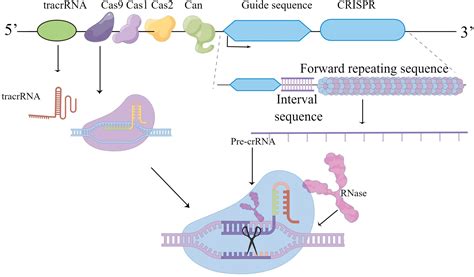 Frontiers Application Of Crispr Cas Gene Editing Technology In Basic