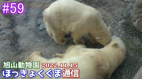 【とにかくまったりなゆめちゃん】 20221115 ほっきょくぐま館ダイジェスト旭山動物園のホッキョクグマ・シロクマ ゆめとピリカ親子