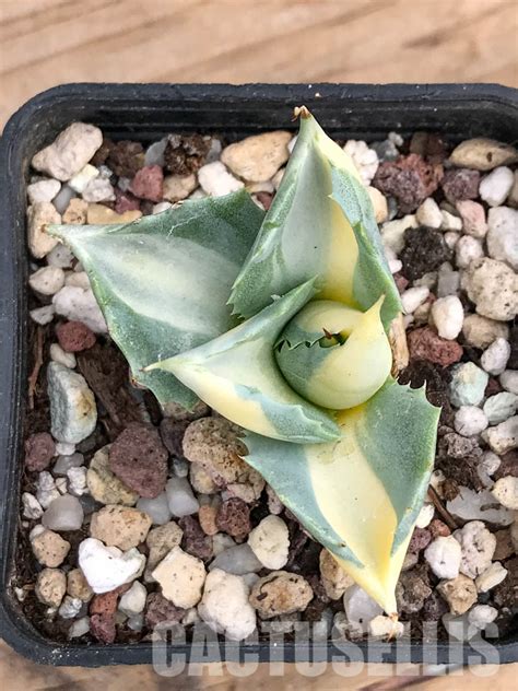 SHPR5945 Agave Isthmensis Ohi Raijin Ki Nakafu Cactus Online