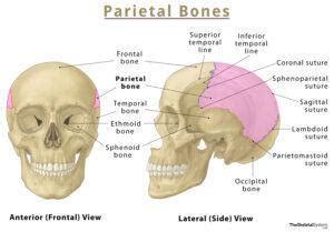 Vomer Definition Location Functions Anatomy Diagram