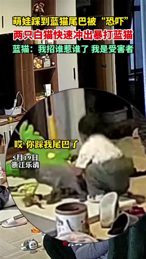 萌娃踩到蓝猫尾巴被“恐吓”，两只白猫快速冲出暴打蓝猫萌娃暴打新浪新闻