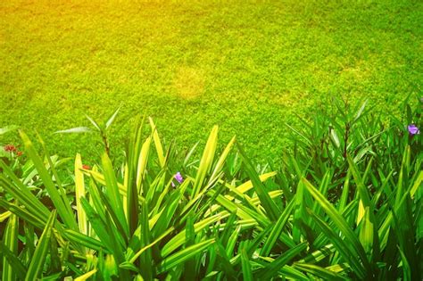 Primer Plano De Las Plantas Con Flores En El Campo Foto Premium