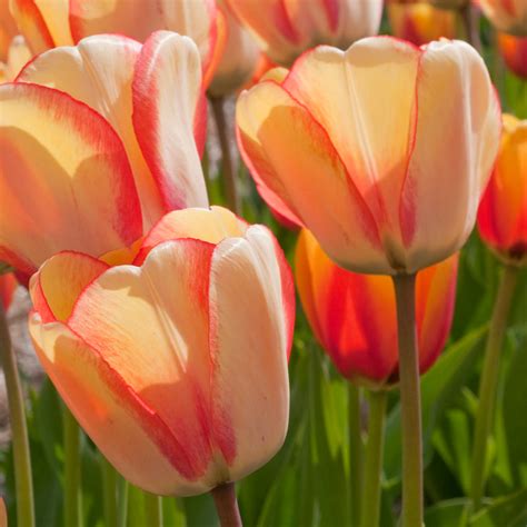 Darwin Hybrid Tulips Dutch Flower Bulbs At Wholesale Prices