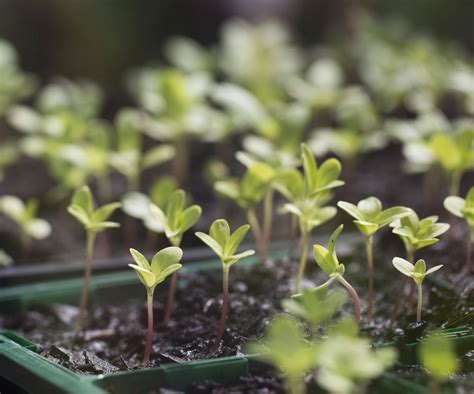 When To Fertilize Seedlings Encourage Healthy Growth Homes Gardens