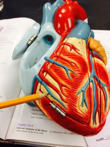 Anatomy Practical Cardiovascular System Flashcards Quizlet