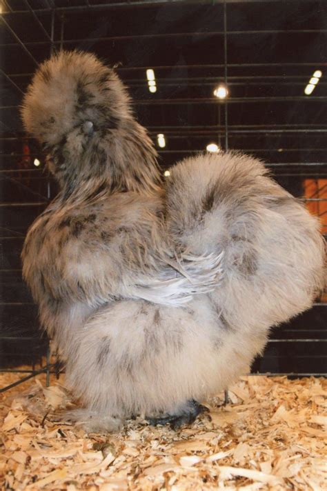 Splash Silkie Bantams Baby Chicks For Sale Cackle Hatchery