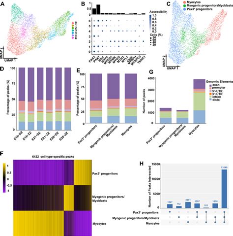 Single Cell Chromatin Accessibility Analysis Of Pig Myogenic Cells A