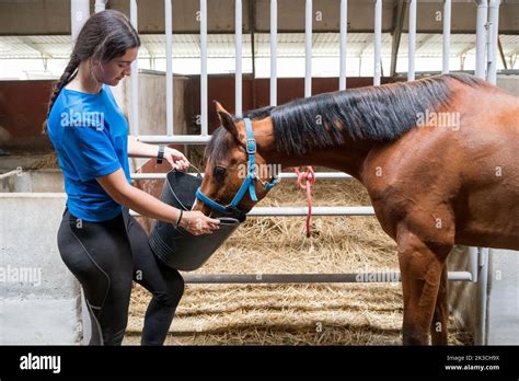 Side view of female feeding bay horse from bucket while standing near stall with metal fence and ...