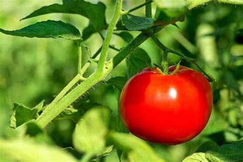 C Mo Cultivar Tomates Con Xito En Siete Pasos Blog Verdecora