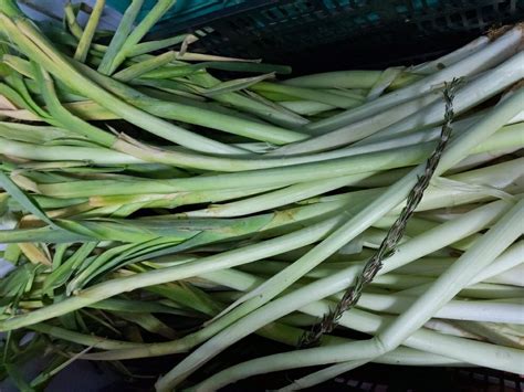 Fresh Leek Gunny Bag 25kg At Rs 120kilogram In Hyderabad Id