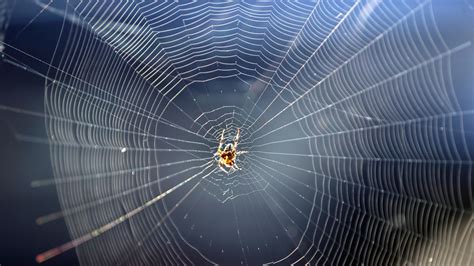 What Are Spider Webs Made Of मकड़ी अपना जाल कैसे बनाती है