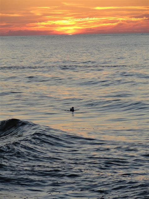 Free Images Beach Sea Coast Sand Ocean Horizon Bird Cloud