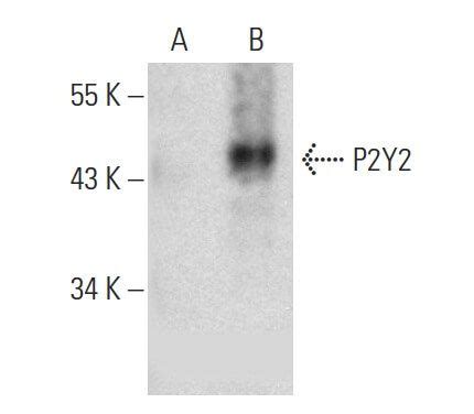 P2Y2抗体 E 3 SCBT Santa Cruz Biotechnology