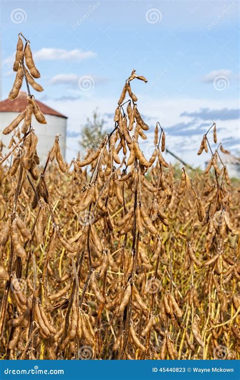 Soybean Harvest Stock Image Image Of Hull Plant Bean 45440823