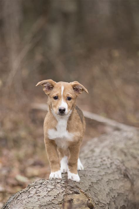 Puppy Love: Dakota the Boxer-Lab Mix - Daily Dog Tag