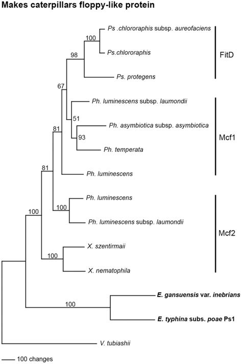 Rooted 50 Majority Rule Maximum Parsimony Phylogenetic Tree Of