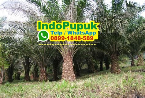 Pupuk Terbaik Untuk Tanaman Kelapa Sawit Jenis Pupuk Kelapa Sawit