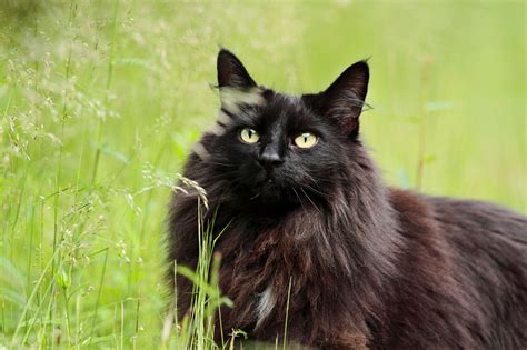 20 Black Cat Breeds Petmd