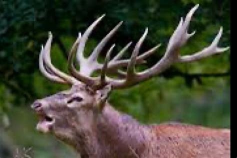 Foresters Intercept Two Seize Six Deer Antlers The Statesman