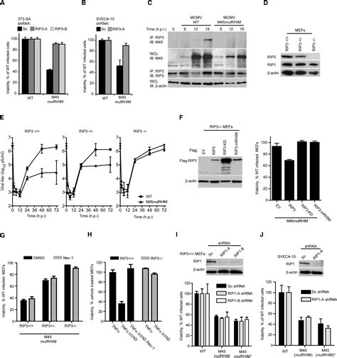 Virus Inhibition Of RIP3 Dependent Necrosis Cell Host Microbe