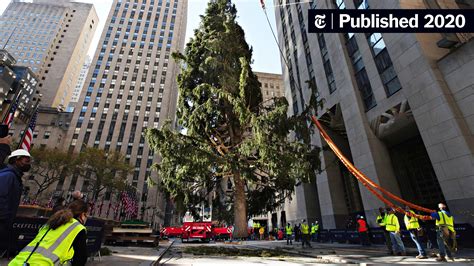 where is the rockefeller christmas tree from this year 14