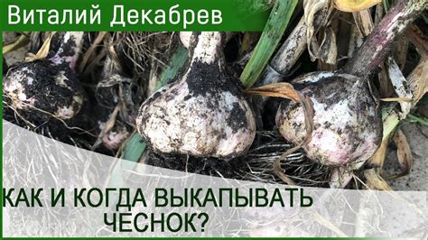 КОПАЙТЕ ЧЕСНОК ТОЛЬКО ТАК! Когда выкапывать чеснок? - YouTube