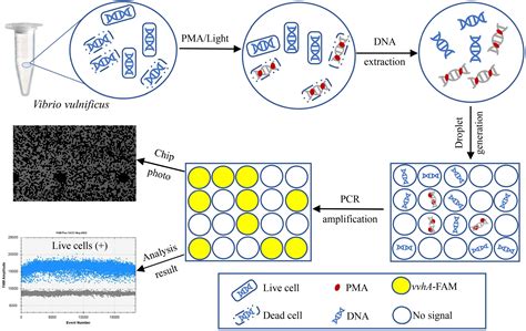 Frontiers An Assay Combining Droplet Digital PCR With Propidium