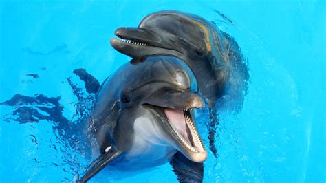 Dolphin Show Dubai - Adventures Blue Travel & Tourism