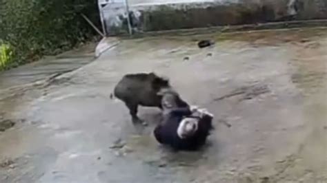 Watch horror moment wild boar viciously attacks OAP in his front garden ...