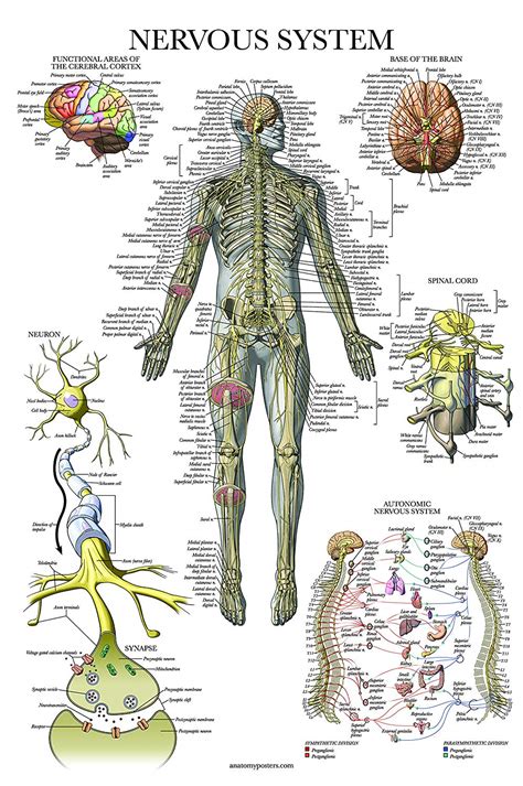 Nervous System Poster Cutaneous Anterior Nerve Anatomy Nervous Images