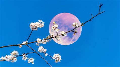 Luna Llena De Abril La Luna Rosa Que Llega Con La Primavera