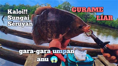 Umpan Jitu Kaloi Mancing Gurame Sungai Kalimantan Cara Mancing