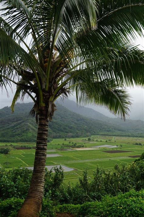 Top Hawaii Food Farm Tours To Put On Your Big Island Vacation Menu