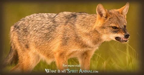 Jackal Symbolism & Meaning | Spirit, Totem & Power Animal