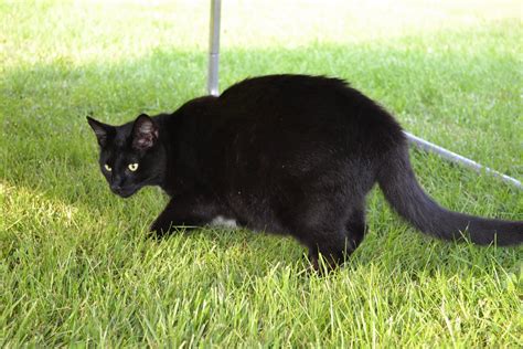 My Country Roads Wild And Wonderful Pussy Cat